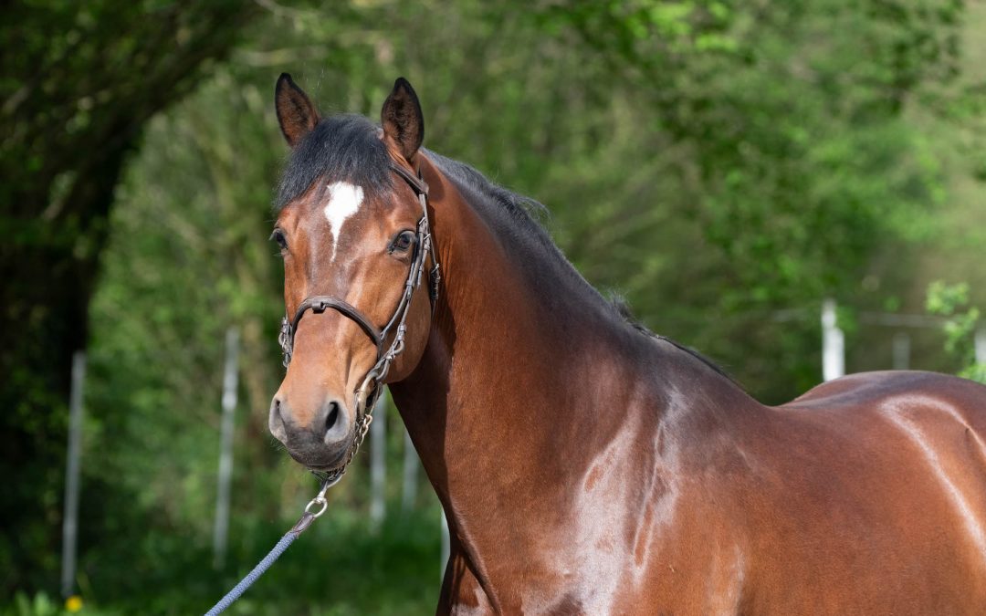 Joker du Cerisier approved Oldenburg