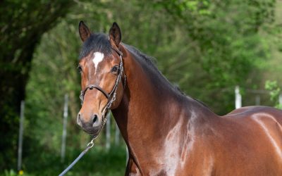 Joker du Cerisier genehmigt Oldenbourg